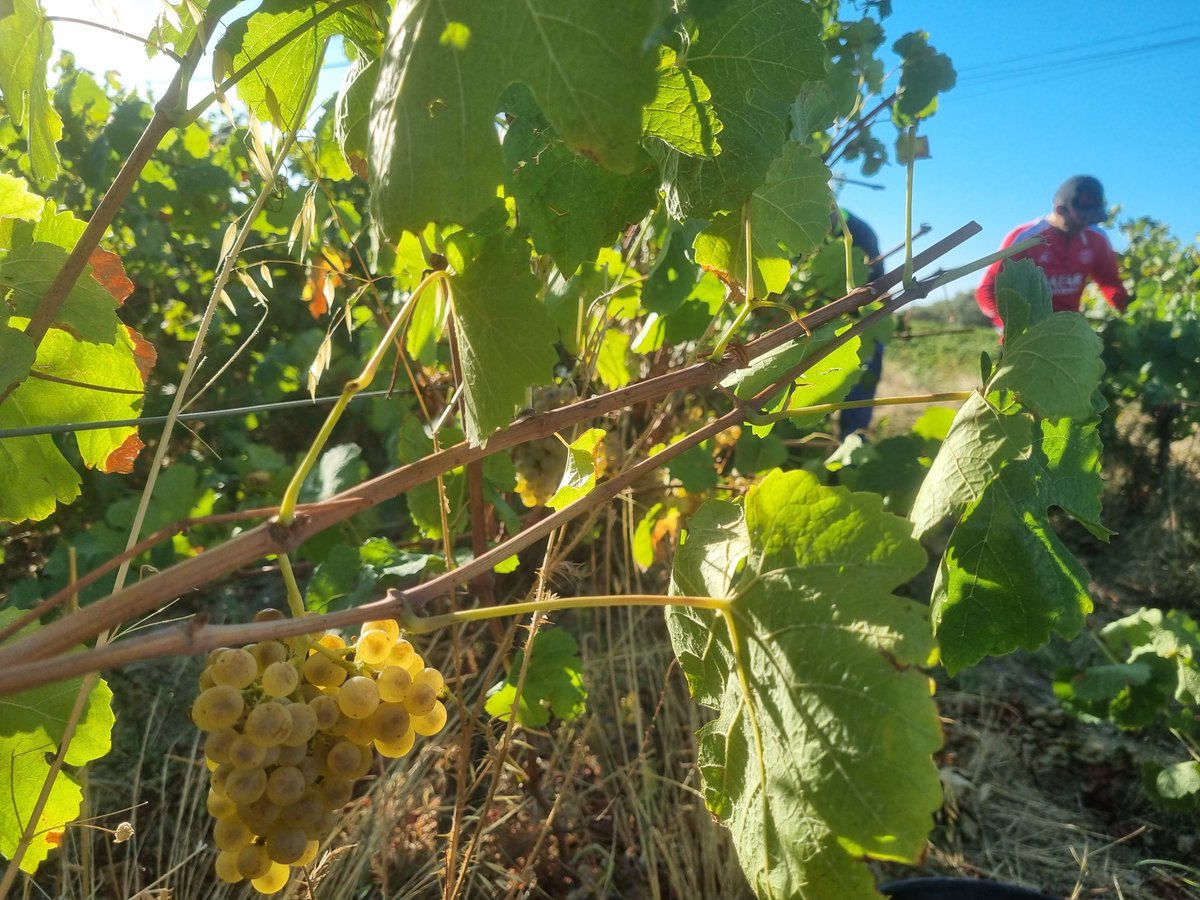 MasCapitelles's tweet photo. Début des vendanges 2026 au domaine de ce très beau millésime qui s’annonce, avec la Roussanne et le Vermentino de notre cuvée Vintage Blanc.
#vendanges2026 #Harvest2026 #masdescapitelles #aopfaugères #faugères #faugeres #languedocwines #organic #faugeresgrandsvinsdenature #vin https://t.co/qhREbZUHTZ