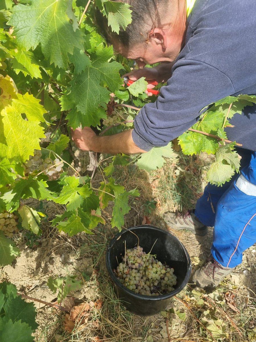 MasCapitelles's tweet photo. Début des vendanges 2026 au domaine de ce très beau millésime qui s’annonce, avec la Roussanne et le Vermentino de notre cuvée Vintage Blanc.
#vendanges2026 #Harvest2026 #masdescapitelles #aopfaugères #faugères #faugeres #languedocwines #organic #faugeresgrandsvinsdenature #vin https://t.co/qhREbZUHTZ
