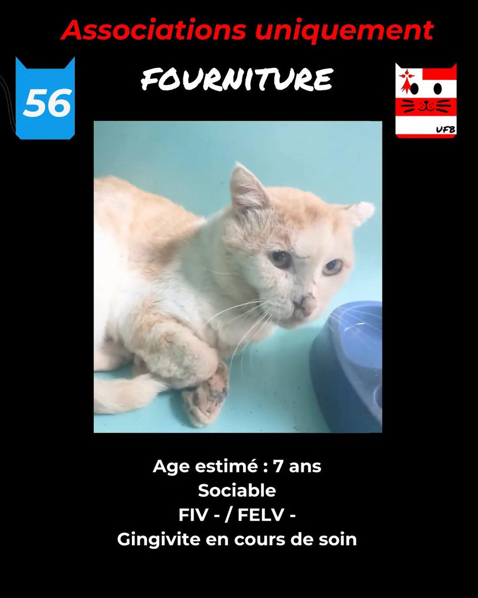 justineducern's tweet photo. En fourrière en Bretagne dans le département 56  
Je ne suis à prendre en charge que par une association   Contact : https://t.co/cij7aMhLYw https://t.co/zUaNryARHD