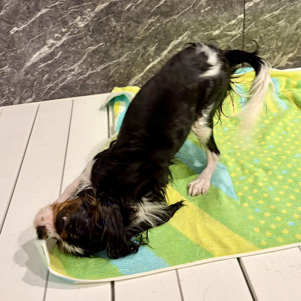 vague_0107's tweet photo. 久しぶりのお風呂🧼
#今日のバーグ #キャバリア
#犬のいる暮らし https://t.co/kp7AuZSt3L