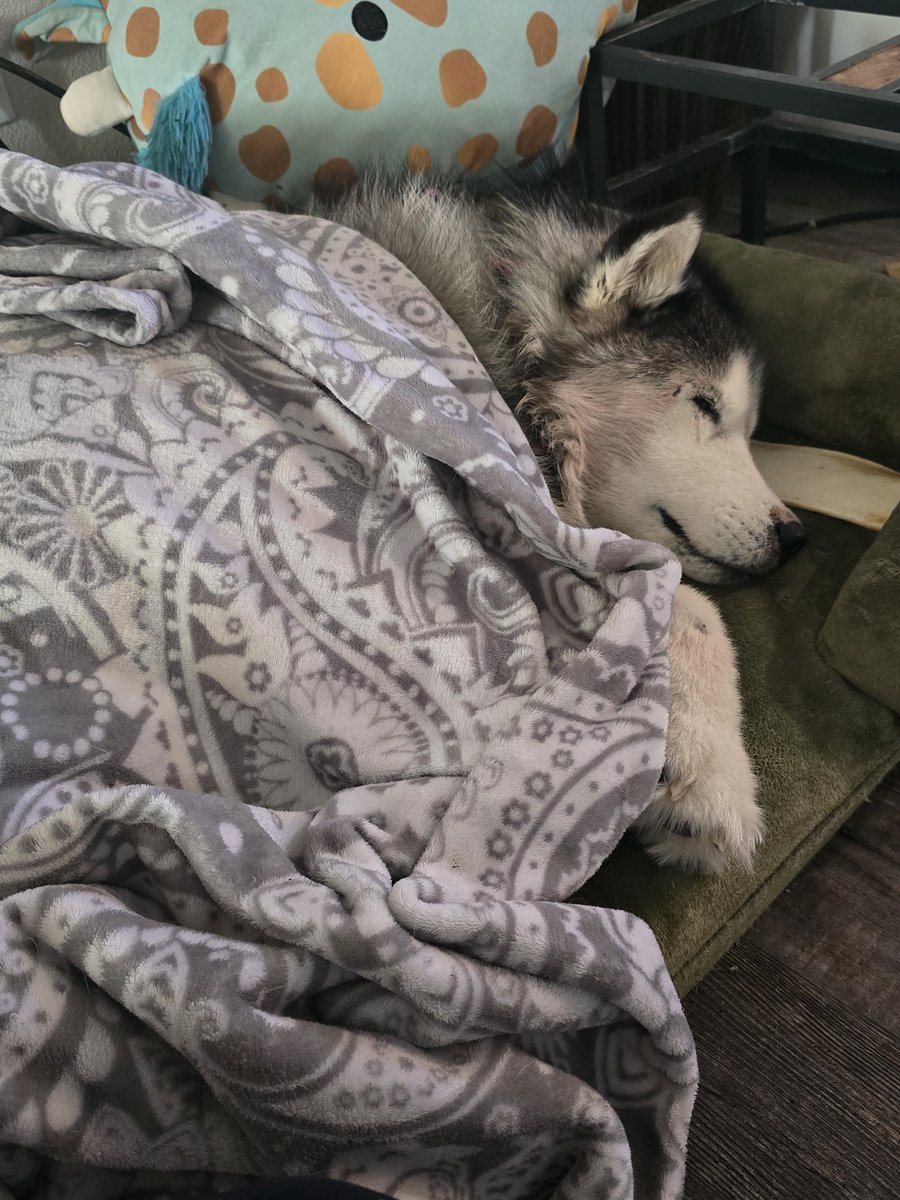 Booti_Freebies's tweet photo. my dog will be crossing the rainbow bridge today 💔 i love you Maggie https://t.co/fUjLqpNTp6