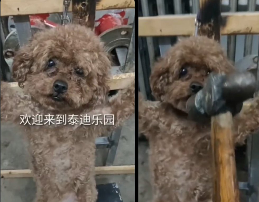 PhaedraXTeddy's tweet photo. Right this second, devious Chinese 🇨🇳  are busy freely selling dog and cat abuse videos on our very own western social media, but we are not allowed to even say Hi on Chinese 🇨🇳 social media. Boycott #MadeInChina for the animals please!
@realdonaldtrump please demand #XiJinPing copy your righteous  laws against #AnimalCruelty/ the #PactAct, demand that #XiJinPing/ #China🇨🇳 stop destroying everything that is good about #HumanCivilization! #China 🇨🇳 is intentionally infecting the world for many years with #animalabuse videos that they sell and want our young people to see. 
#JusticeForWangWang 
#StopAnimalCrueltyinChina !
Don't let our young people grow up in a world with  #MadeInChina EVIL.