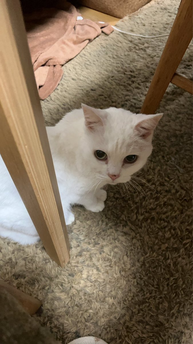nicogusa's tweet photo. 仕事中、めずらしく🍤から電話。マックのポテトでも買ってきてとか言うのかと思ったら、ケイトはんが痙攣しているどうしようと。荷物まとめながら動物病院3軒電話して診てもらえるところ探してPCそのままで会社出て🍤にLINEで位置情報送って待ち合わせして、診てもらえた。 https://t.co/Bck3wkN4R7