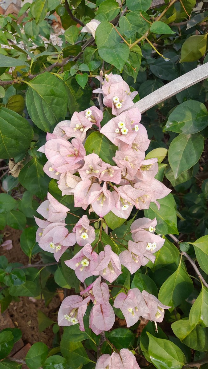 PoojaCh76101882's tweet photo. उम्र भर ख़याली भूतों से अगर मैं न डरता,
ख़ुदा मैं क्या ज़ोर से जीता,
ख़ुदा मैं क्या चैन से मरता।

#photography 
#Nature https://t.co/M01jqAmDnJ