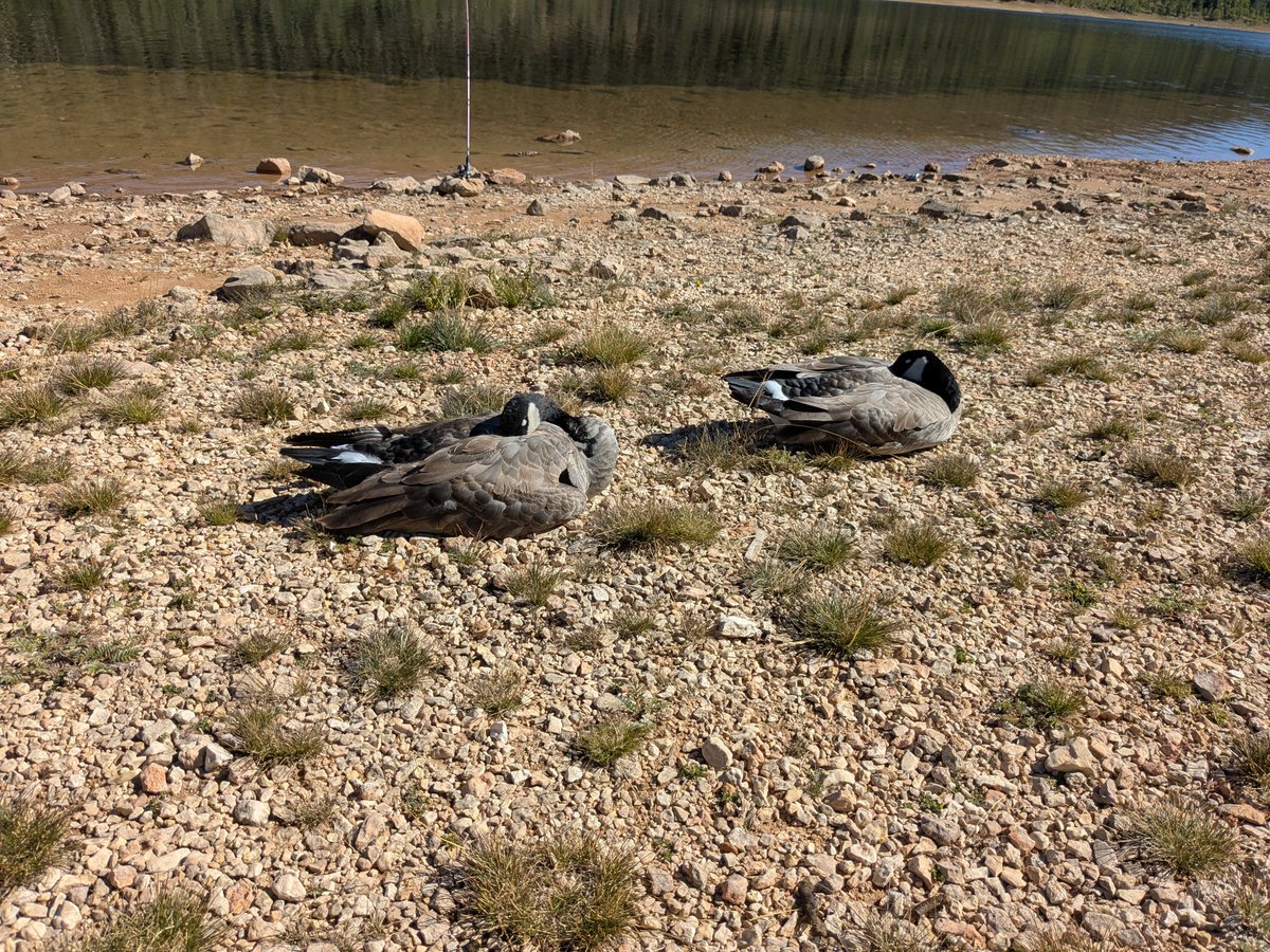 Drawingsoft's tweet photo. @Jordanmelds I share my geese,,,,,be geese fren with me https://t.co/nBOLZ0ARN4