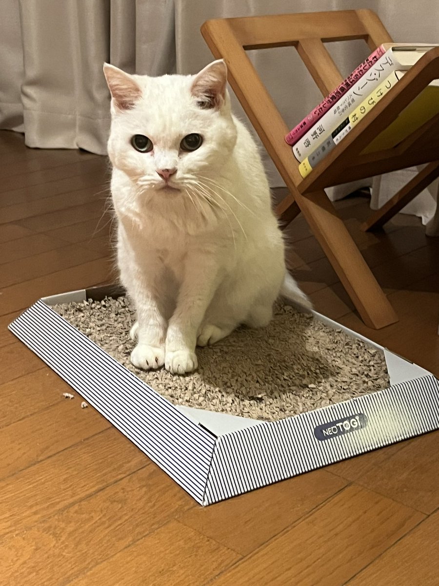 nicogusa's tweet photo. ベッドに上がらずそこにいる
寒いところ好むのもやだなあ https://t.co/LLhJugZwJ4
