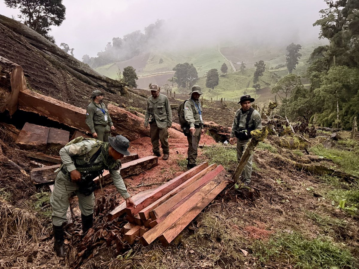 MiAmbientePma's tweet photo. 📍Parque Internacional La Amistad | En un recorrido de control y vigilancia escuchamos el sonido de una motosierra y al inspeccionar el área, encontramos cantidad considerable de madera y evidencias de una posible actividad de tala. 

Retuvimos preventivamente el recurso forestal, levantamos el reporte correspondiente e iniciamos las investigaciones para determinar lo ocurrido y posibles responsabilidades.

#MiAMBIENTEestáEnElCampo 🌱