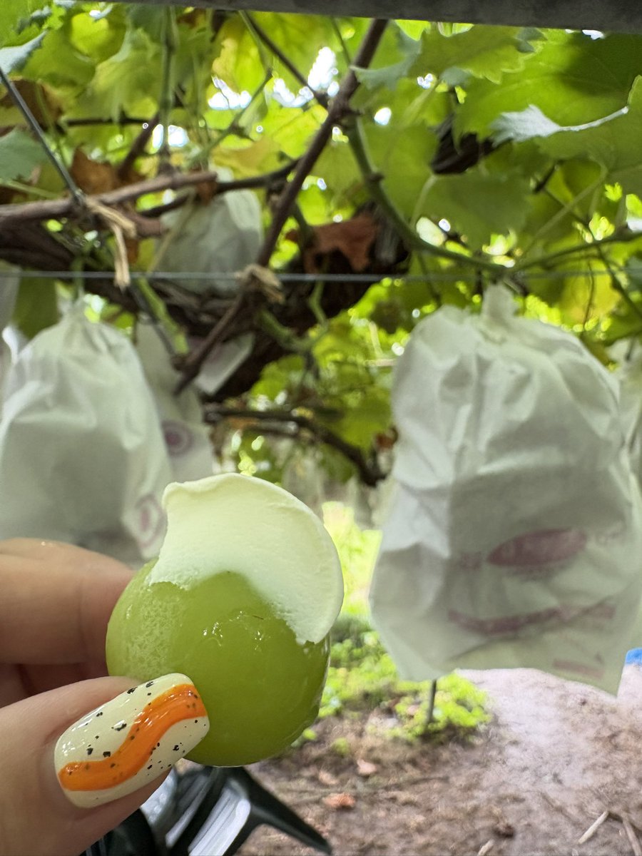 __70xx_'s tweet photo. 時間無制限のシャインマスカット、ぶどう狩りいってきた🍇

時間無制限やけど長時間は居れないや笑笑

シャインマスカット×クリチうますぎた〜 https://t.co/keW1JA7QSB