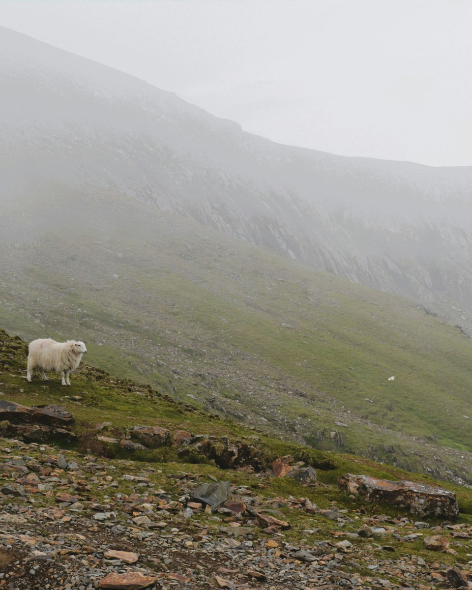 BritishWool's tweet photo. This week's #SheepOfTheWeek

A lone Welsh mountain sheep on the slopes of Yr Wyddfa, surrounded by mist-covered peaks and rugged terrain

Autumn is here 🍂

📍 Eryri (Snowdonia) National Park, Wales

#WelshMountainSheep #BritishWool #Snowdonia #SheepFarming
@arpitamukh1 @unsplash https://t.co/SHM3TxDobv