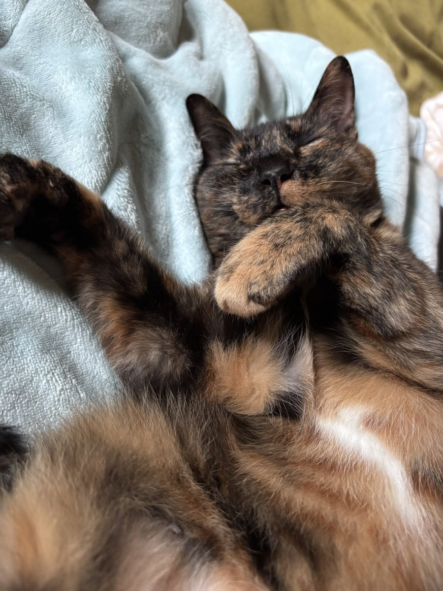 tismona's tweet photo. すずしろ（猫）の四十九日も過ぎたので、携帯の壁紙をすずしろからメル（猫）に変えた。
今日、ふとみたらすずしろに戻ってるぅぅぅ！？Σ

四十九日過ぎたら、三途の川渡んなさい！うちの子になれないよっ！ https://t.co/BYswJdjAJd