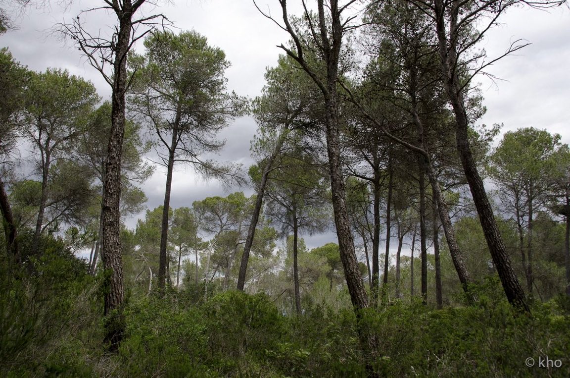 kho_nrw's tweet photo. Der Wald eilt nicht.
Und doch wächst er jeden Tag.
Vielleicht müssen auch wir
nicht schneller werden –
sondern tiefer wurzeln…🌿
#Wald #Natur #Stille #Achtsamkeit https://t.co/jSCkJayyCe