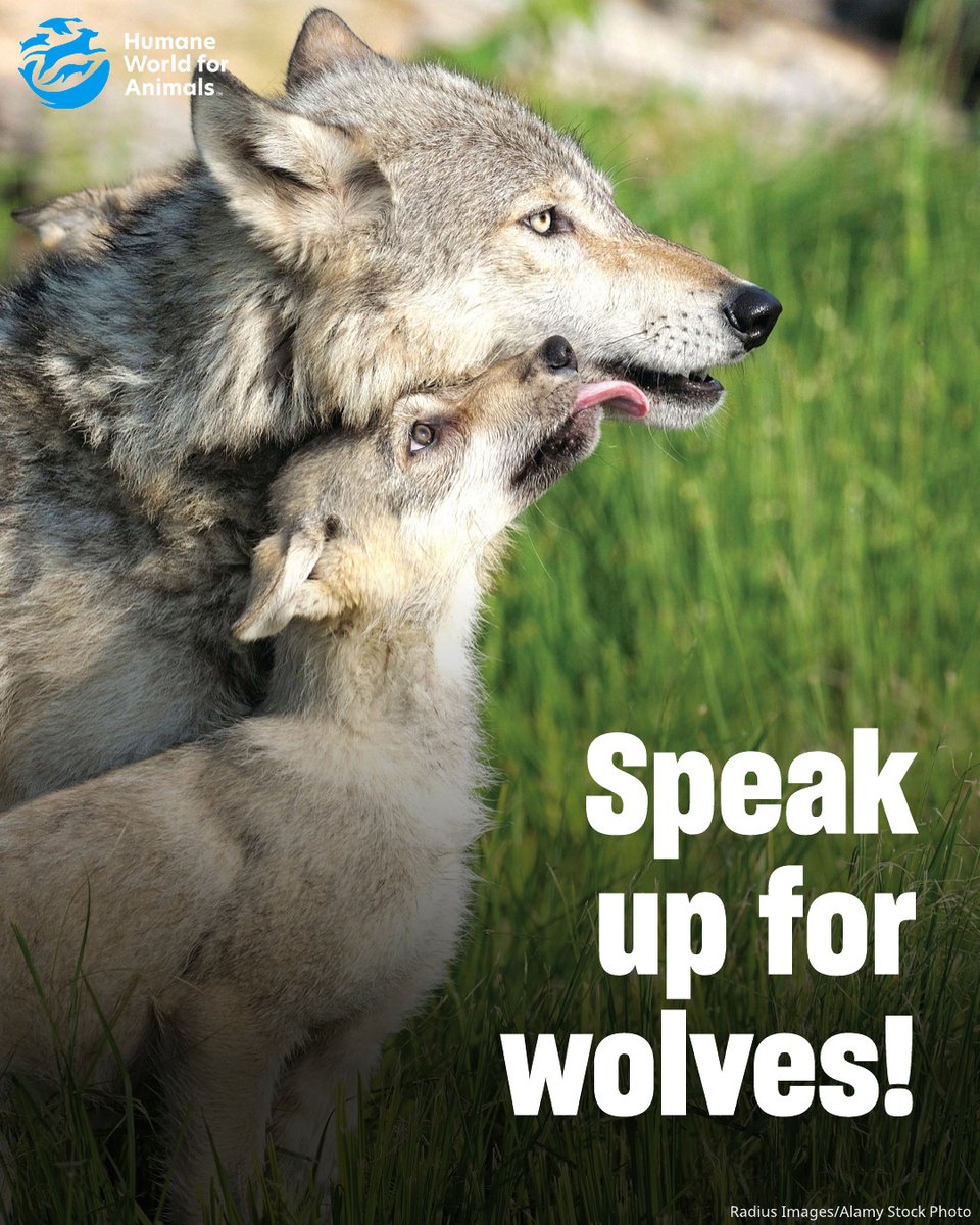 humaneworldorg's tweet photo. Wolves need our help. The U.S. Fish and Wildlife Service is signaling support for removing federal protections for wolves nationwide. Take action now: https://t.co/CJ0z0qV0da https://t.co/tl1KiHD4Wz