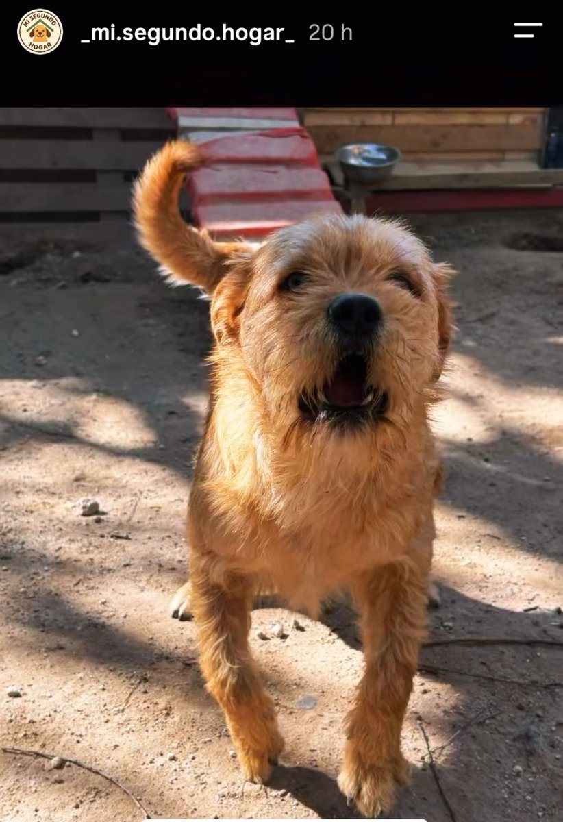 mariadanielayf's tweet photo. Hermoso Ñatito fue abandonado en un líder en Quilicura, ahora una madrina paga un refugio donde está seguro.1 año,hermoso, divertido, juguetón.mediano.pelito de alambre Wsp +56981560185❤️💙 https://t.co/DGIKmWXLM3