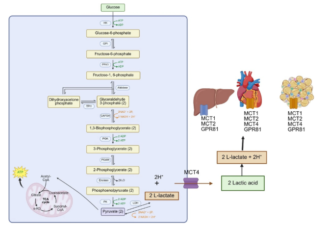 RespiratoryBMC's tweet photo. 📕Article Alert📕

Beyond a metabolite: lactate and lactylation in lung diseases
#OpenAccess #Lactate #RespiratoryResearch

Read the article: https://t.co/qh0pb1q8k8 https://t.co/UoSg6wNasJ