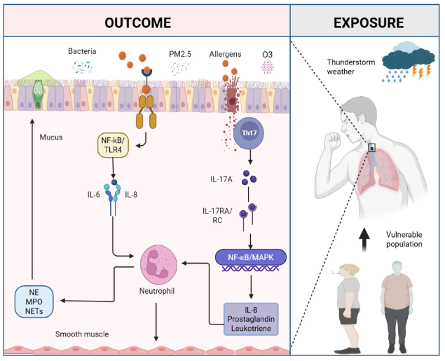 RespiratoryBMC's tweet photo. 📕 Article Alert 📕

Triggering mechanisms of acute thunderstorm asthma: epithelial barrier disruption and immune dysregulation
#OpenAccess #Thunderstorm #RespiratoryResearch

Read the article: https://t.co/0yDfcr8wUh https://t.co/b8hyDyyMET