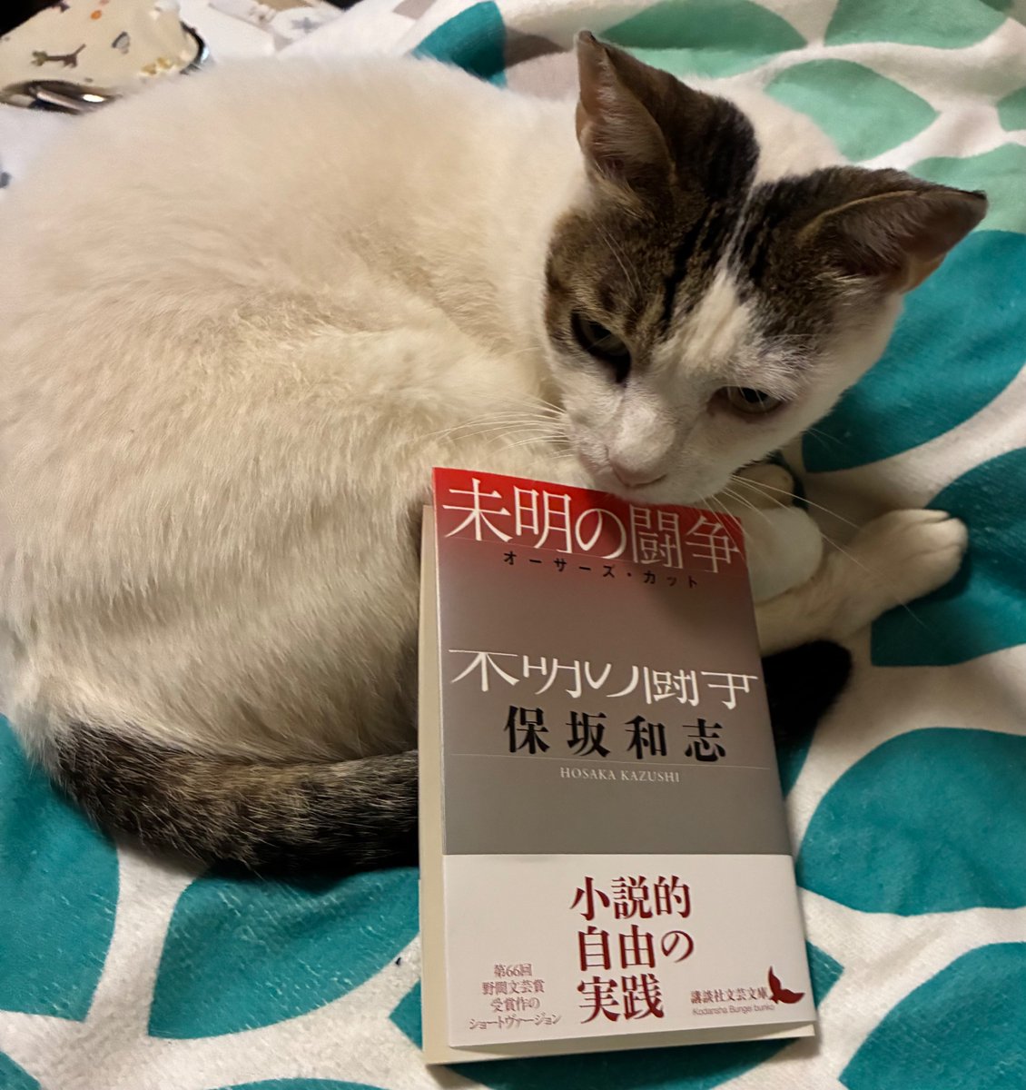 HosakakazushiO's tweet photo. 【未明の闘争 オーサーズカット】講談社文芸文庫出ました

これは今月の鉄の胡蝶の冒頭👉
＜未明の闘争＞のオーサーズ・カット版が講談社文芸文庫から九月���出る、＜未明の闘争＞は単行本で五〇〇ページ超、文庫本では上下巻だったからコンパクトにしてもう少し楽に読めるようにしよう、 https://t.co/MUrwesSyx6