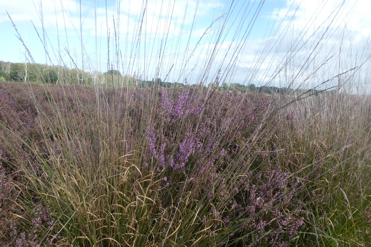 dvanduuren1's tweet photo. Inspired by Nature

Heath Landscape
in Full Bloom

#Heath #Flowers #LandscapePhotography #heide #purple #Netherlands https://t.co/LZUea0H902