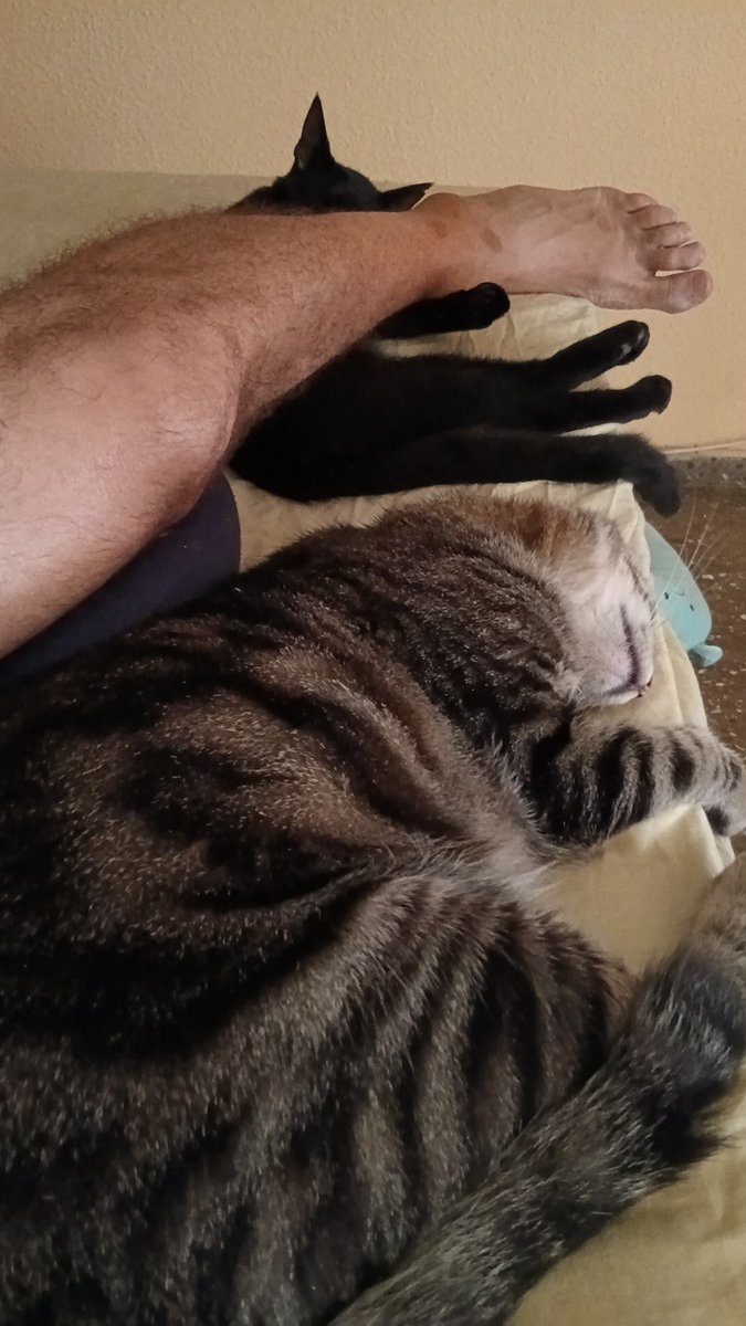 jesustodios's tweet photo. Siesta de un gato valenciano. Mejor que el sexo un millón de veces. Es amor verdadero. Gracias felinas.
#MiauMiau https://t.co/JkL21izG0M