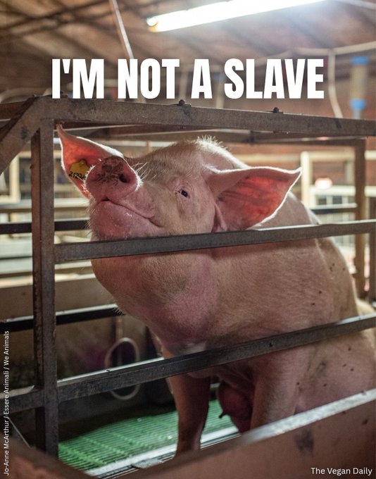 WhyNotVeganism's tweet photo. If you want to know where you would've stood on human slavery before its abolition, look at your stance on animal rights today. https://t.co/2eLeg6aVvG