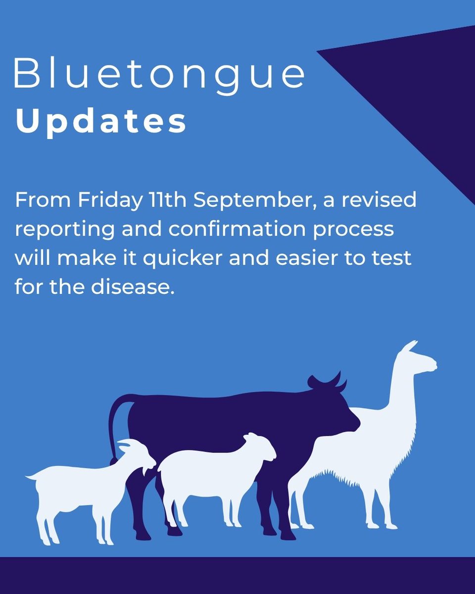 DefraGovUK's tweet photo. Livestock continues to be impacted by bluetongue. A new vet-led approach will give farmers faster diagnosis.

More info here: https://t.co/GAD4072MAK https://t.co/Z1Xr3uRLJp