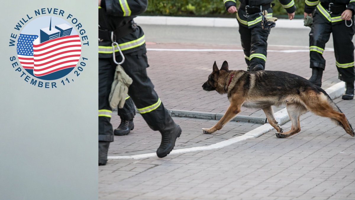 ForTheLoveAlex's tweet photo. #fortheloveofalex #911Anniversary #memorial #PatriotDay #neverforget #dog #firstresponders #heros #workingdogs #rescuedogs #SearchAndRescueDogs #woof https://t.co/PYOGu17Q71