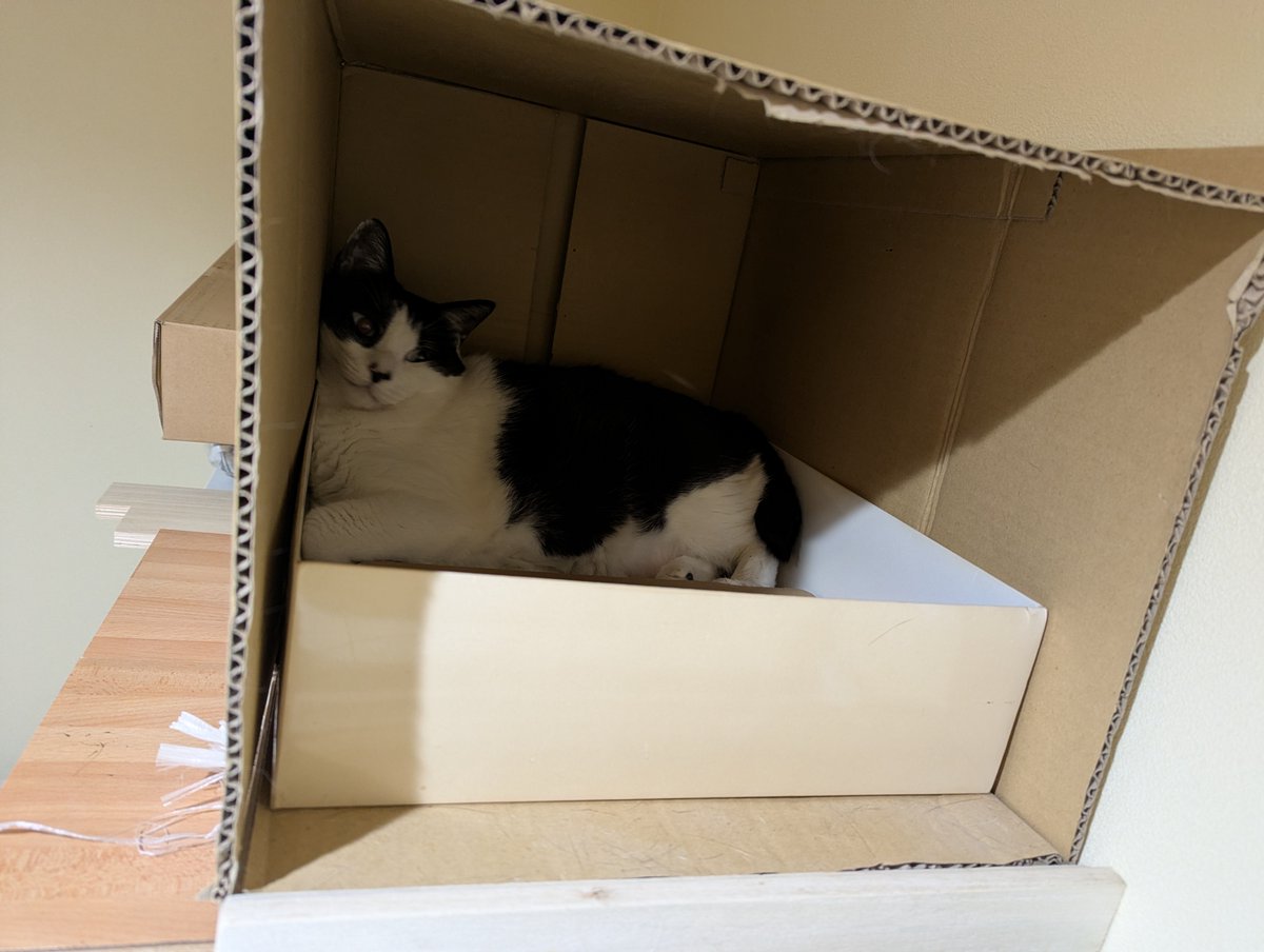 5norakun's tweet photo. それぞれ一番お気に入りの寝場所🧡
＃保護猫　＃猫のいる暮らし https://t.co/AAnAnNbuBC