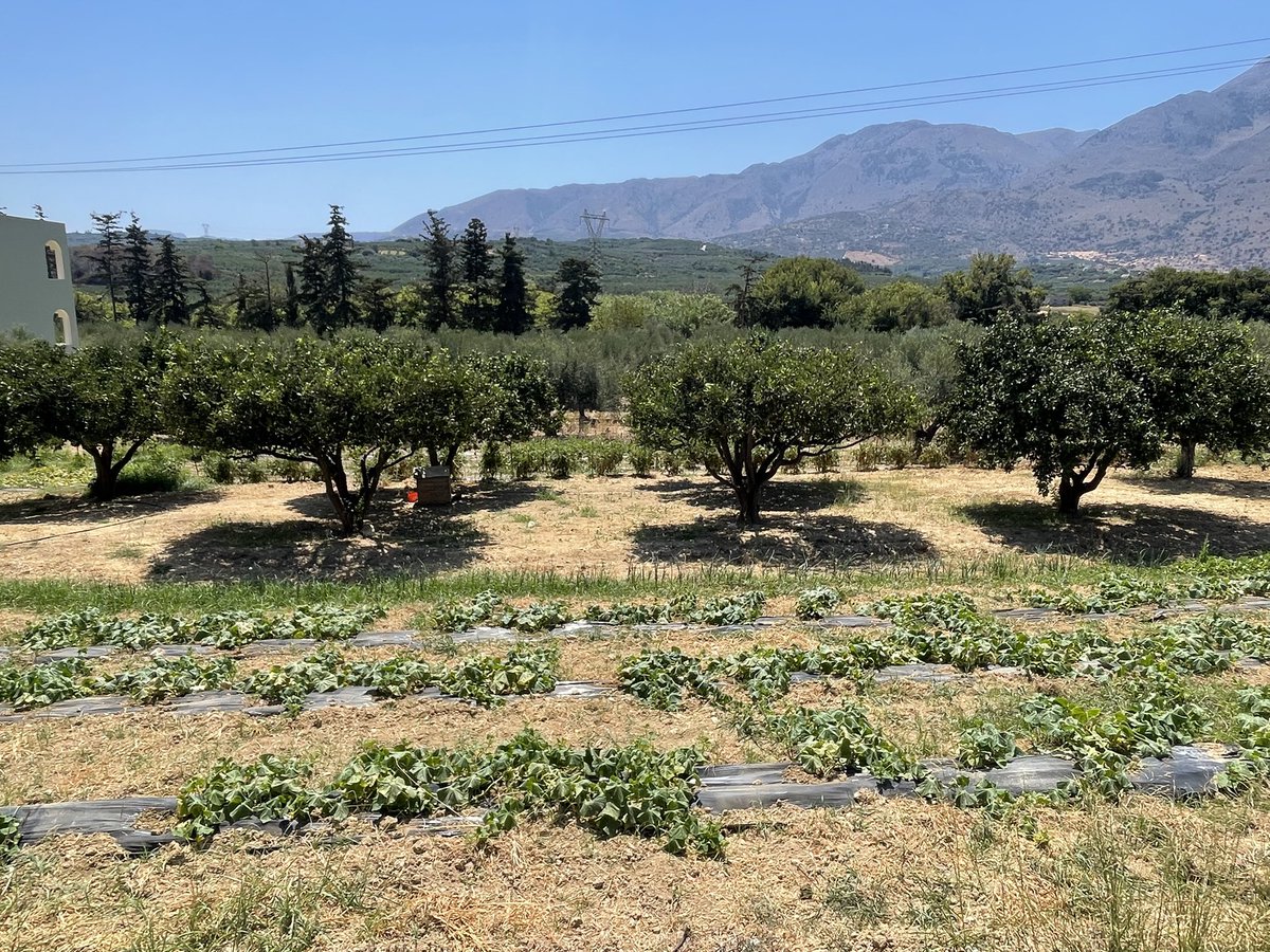 VardisHotel's tweet photo. 🌿 From Our Land to Your Plate 🫒
From our own fields and olive grove, we carefully harvest organic, locally grown produce, bringing the authentic flavors of Crete straight to your table.
#VardisOliveGarden #CretanCuisine #OliveGarden #FarmToFork #organicfood https://t.co/bNoOJx1HwM