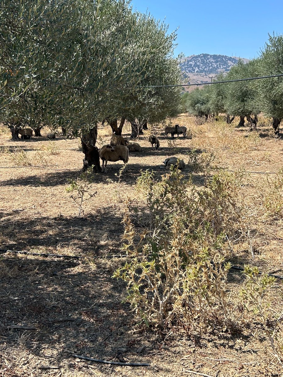 VardisHotel's tweet photo. 🌿 From Our Land to Your Plate 🫒
From our own fields and olive grove, we carefully harvest organic, locally grown produce, bringing the authentic flavors of Crete straight to your table.
#VardisOliveGarden #CretanCuisine #OliveGarden #FarmToFork #organicfood https://t.co/bNoOJx1HwM