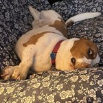 Photo by Randy 📸 Daisy and Freddie (@RandyNBassets)