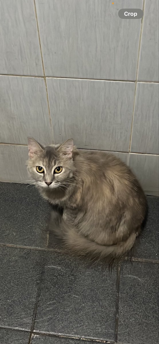 ubieet's tweet photo. halo guys, untuk warga sekitar tebet, terutama tebet dalam, jika menemukan kucing abuabu bernama ALE bisa hubungin ke sini ya😭🙏🏼 pls im desperate, shes my baby. ini foto terbarunya, umurnya udah 10 tahun #kucing #kucinghilang #tebet https://t.co/udmgnLLMV8