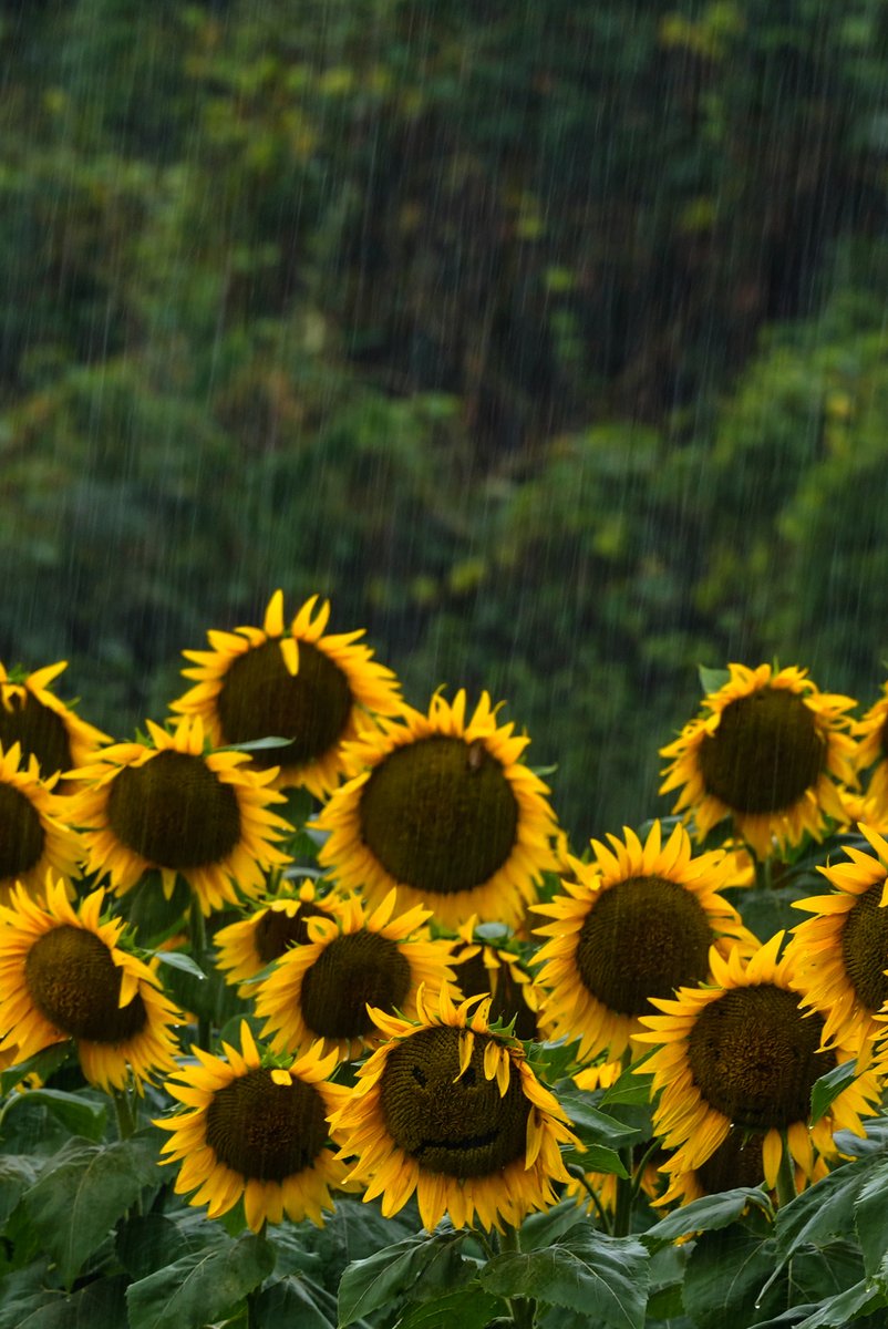 KWCH12's tweet photo. CHECK THIS OUT! 🌻🙂 Charlie Riedel captured this photo of a sunflower "smiling" when it started raining in Lawrence. However it happened, it makes us #ksproud and thankful for the moisture!
Send your photos here: https://t.co/7kpJsEyb3B