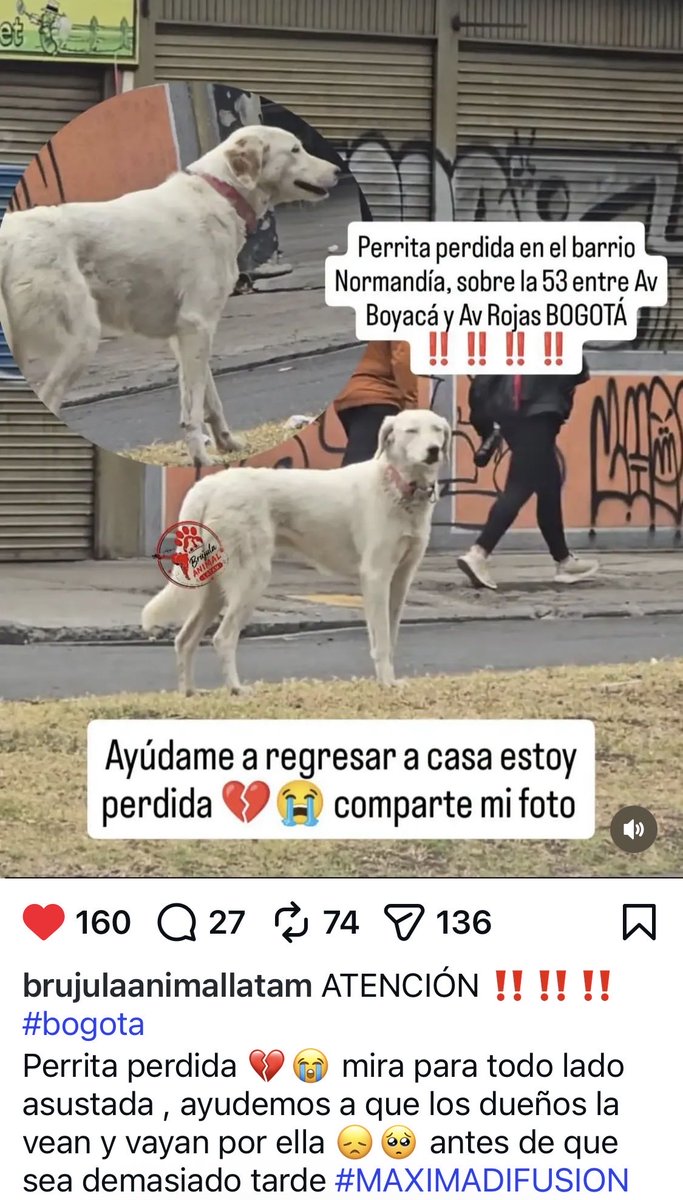 Maria_Josefi's tweet photo. Perrita vista deambulando en Bogotá por el Barrio Normandía, calle 53 entre Av. Rojas y Avenida Boyacá. #BuscandoALaFamilia de esta bella perrita. 

@andreanimalidad @losbuscamos_col @PetAngelsCol @ArcaLuminosa @MONYRODRIGUEZOF @fundacion_gaba @DiaAnimales @AnimalesBOG @animalesoficial @AsociacionMi @malizca526 @margaritavela @Juana_Dulce @AleGiraldoP @maralejaher @Marce_Tabares
@PlataformaALTO @GabrielaVarP @MarkLeeOficial
@grand_LiLi