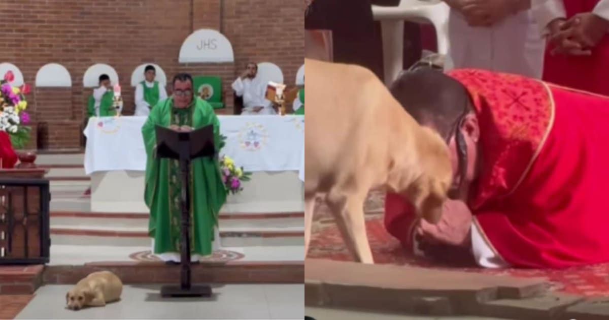DoggLoovers's tweet photo. A priest's compassion transforms a rescued dog into a beloved parish companion! This heartwarming story showcases the power of love and second chances. 🐕💖 #DogRescue #CompassionInAction #DogLovers https://t.co/SFIuwPQzre