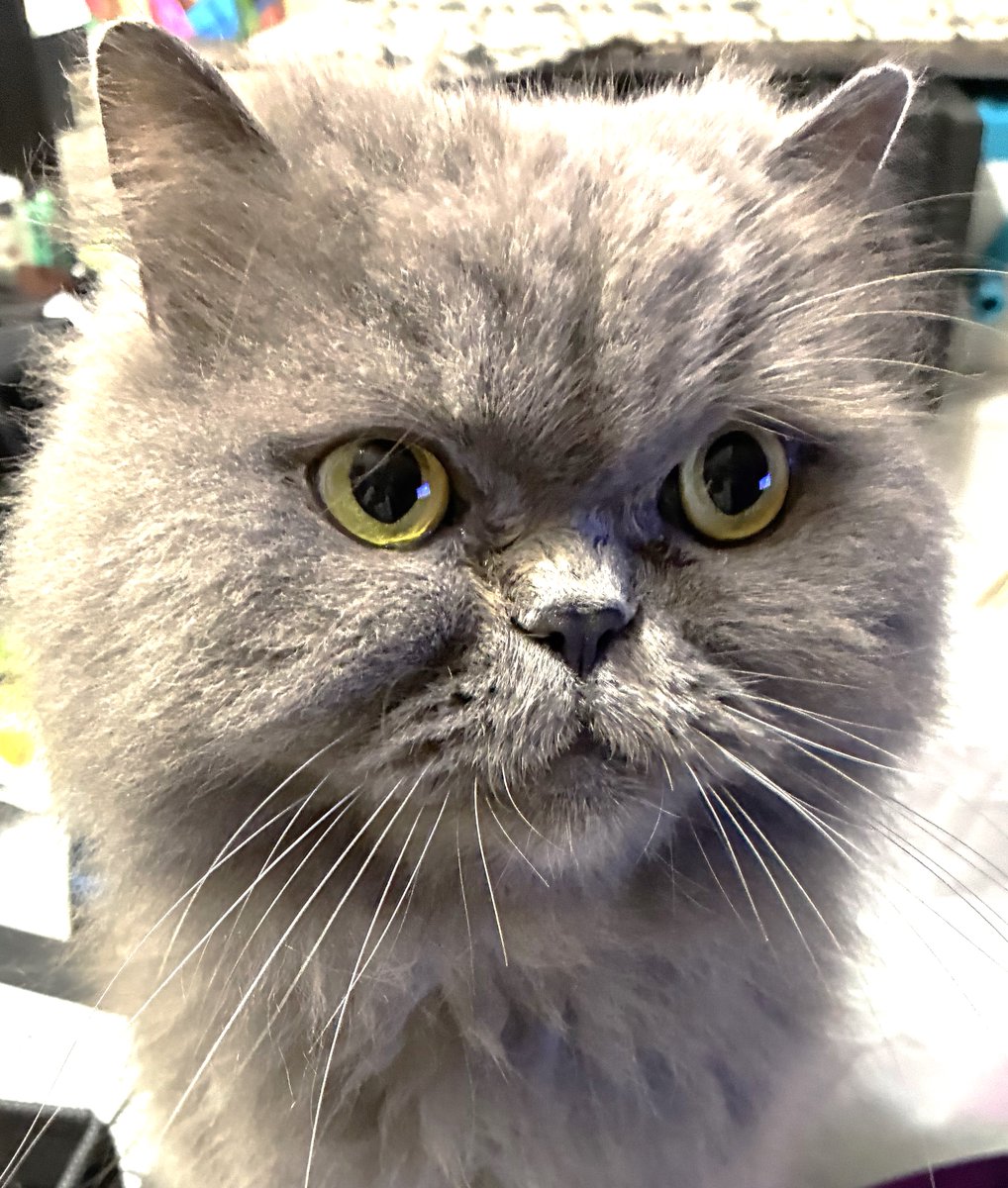 charlesmama1's tweet photo. おはようにゃん
＃ブリティッシュロングヘア　＃土アップ祭
＃猫好きさんと繋がりたい　＃保護猫
＃スコティッシュフォールド　#Cats https://t.co/zB3N8f9aAn