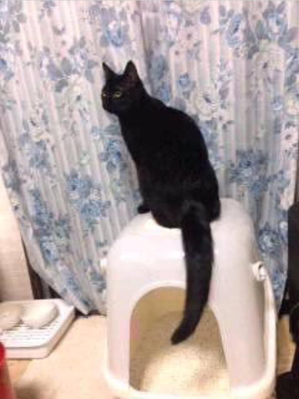 snowwill_ow's tweet photo. RT@sora_meguringo_空(大阪府民の森ほしだ園地で黒猫♂保護されませんでしたか?) 
#拡散希望 #黒猫 #迷子猫 #保護
アン君 今どうしていますか
お腹はすいていませんか
痛い所は有りませんか
淋しい思いをしていませんか
ほしだ園地で逸れてからも アン君を想わない日はないよ 
https://t.co/gRUTdhRAl7
