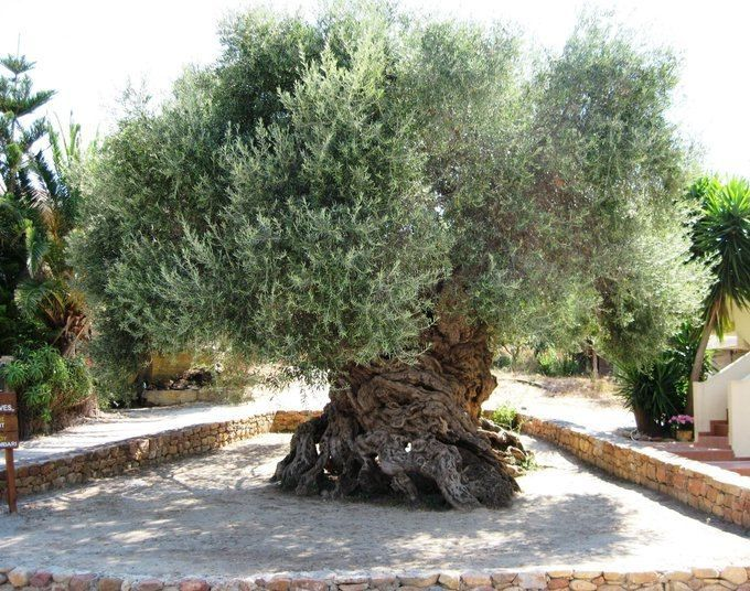 PalestineCultu1's tweet photo. Did you know that some Palestinian olive trees are over 2,000 years old? https://t.co/sJXxw1wwCn