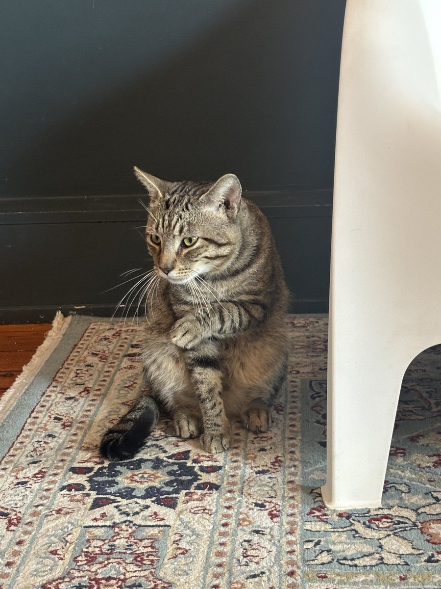skatebeetle's tweet photo. cats https://t.co/zh7vX0LJR2