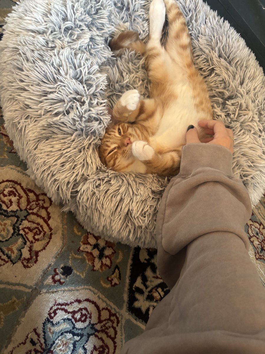 skatebeetle's tweet photo. cats https://t.co/zh7vX0LJR2
