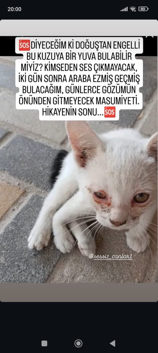 womanchildanima's tweet photo. ADANA 
İMDAT ÇAĞRISI !!!! 
ÇOOOK ACİL GEÇİCİ-KALICI YUVQ ARANIYOR. 
Doğuştan engelli bu bebek sokakta ve bu haliyle arabaların sürekli hızlıca geçtiği bir yerde. 
HER AN ÖLEBİLİR! ÇOOOK ACİL YUVA KORUMA !!! 
+90 505 598 25 96 https://t.co/Lpjxt9UR9z