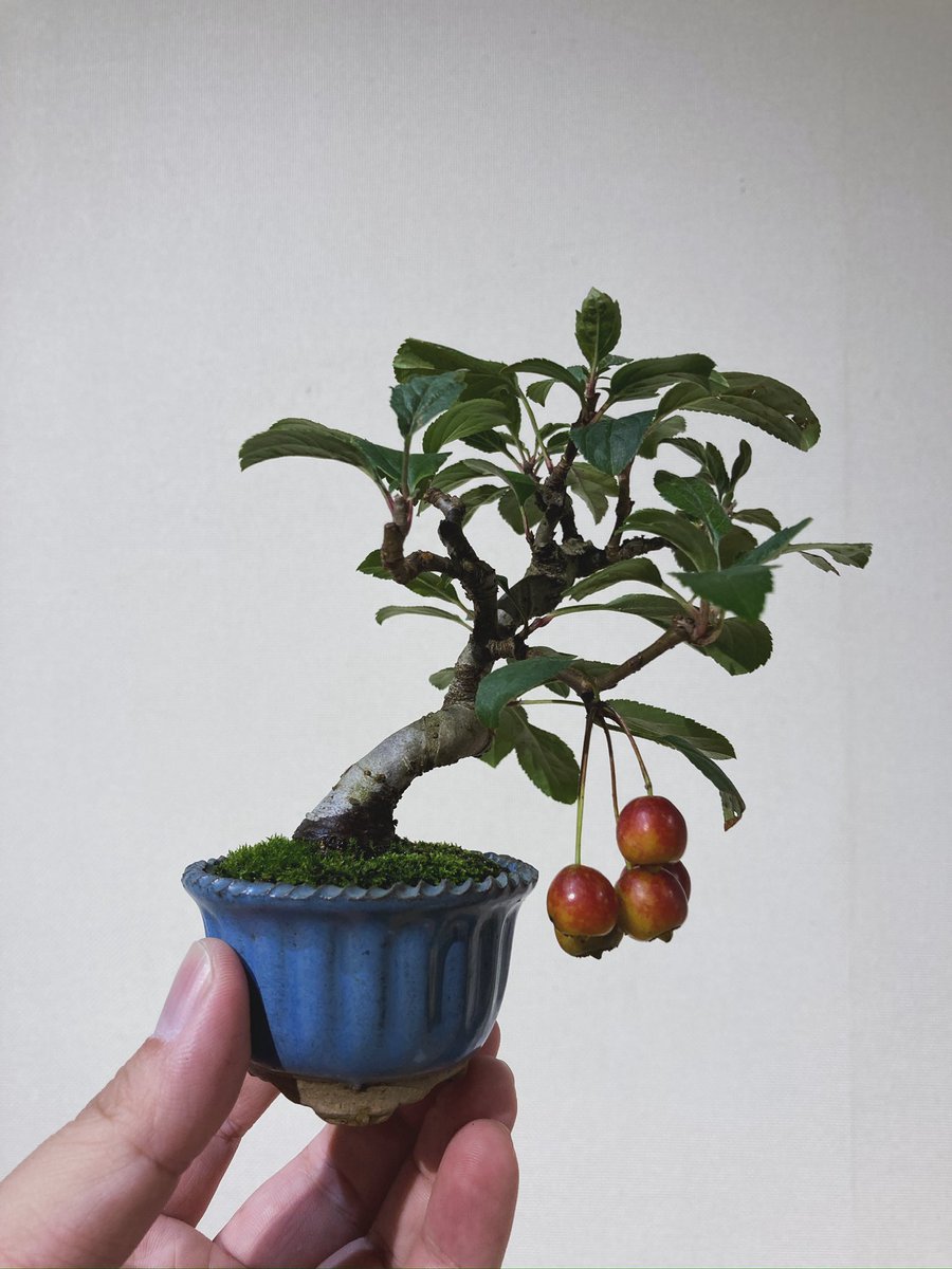 TsuruokaBonsai's tweet photo. あじまんと芋煮会の季節が到来！

「心彩る小さな樹」の展示を致します。来年は工事で開催不可予定なので今回を逃したら次はいつになるか……

小さいのに立派、かわいいのに奥深い。初心者大歓迎！リポストしてくれると泣いて喜びます。

入場無料・撮影自由・盆栽の素材の販売あり。
#盆栽 #bonsai https://t.co/xbaDHCqMsQ
