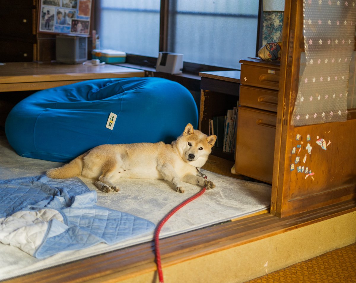 inu_10kg's tweet photo. おはようさん
犬見て今日も一日なんとか https://t.co/I9cDDLESai