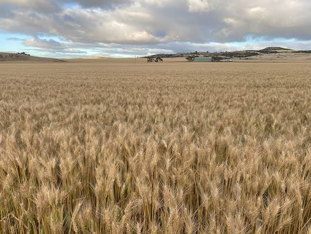 jon_spitzer's tweet photo. $AUC.AU $AUSGF

Ausgold trading near deal terms (or arguably slightly through).

Closing likely mid Dec.

Deal risk seems low other than shareholder vote which looks more like bumbertrage than deal break.

Gadfly/activist Jeremy Raper (@puppyeh1) says deal is unnecessary and struck too cheap. He also questions selling to a Canadian-listed miner that left the ASX.

In his words: “Approximately 55% of this register is Australian, including roughly 41% retail. What exactly are those shareholders being offered in this transaction? Compulsory exposure to a Canadian-listed entity that no shareholder asked for or wanted.”

On valuation he writes: “At spot, the first four years of production represent roughly A$560-590M per annum of pre-tax cash margin: the Company is being sold for approximately 1.3 years of that margin — below its own 52-week high, and far below both published broker valuations (Canaccord, A$3.45; SCP Resource Finance, A$2.65).”

Nevertheless, one  argument against greater value is that Katanning is not in the traditional Western Australia goldfields, meaning no nearby mill to feed or existing circuit. On the other hand, being situated in the agricultural Wheatbelt means there is existing infrastructure (roads and water) and even a workforce that may not need as much remote support.

Meanwhile, quick sector review yields a list of credible possible alternative buyers, though there are reasons why none may be interested.

So it seems the most likely course of events will be determined by shareholders’ views and whether they are happy with the deal terms or if they instead have the conviction to withhold votes in an attempt to force a higher offer.

Approval needs at least 75% of votes cast and a majority by number of holders voting.

The jumping off point for my research above was Spitzer Data.