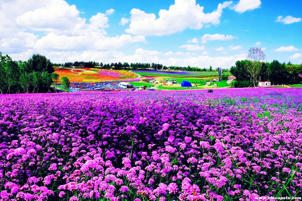 CatherineBhwav's tweet photo. Just stumbled on a hidden lavender field in Provence—purple rows as far as the eye can see, breeze carrying that sweet floral scent, and only a few fellow wanderers around. Pure magic that felt like a secret just for me! https://t.co/H7ULKwYVzE