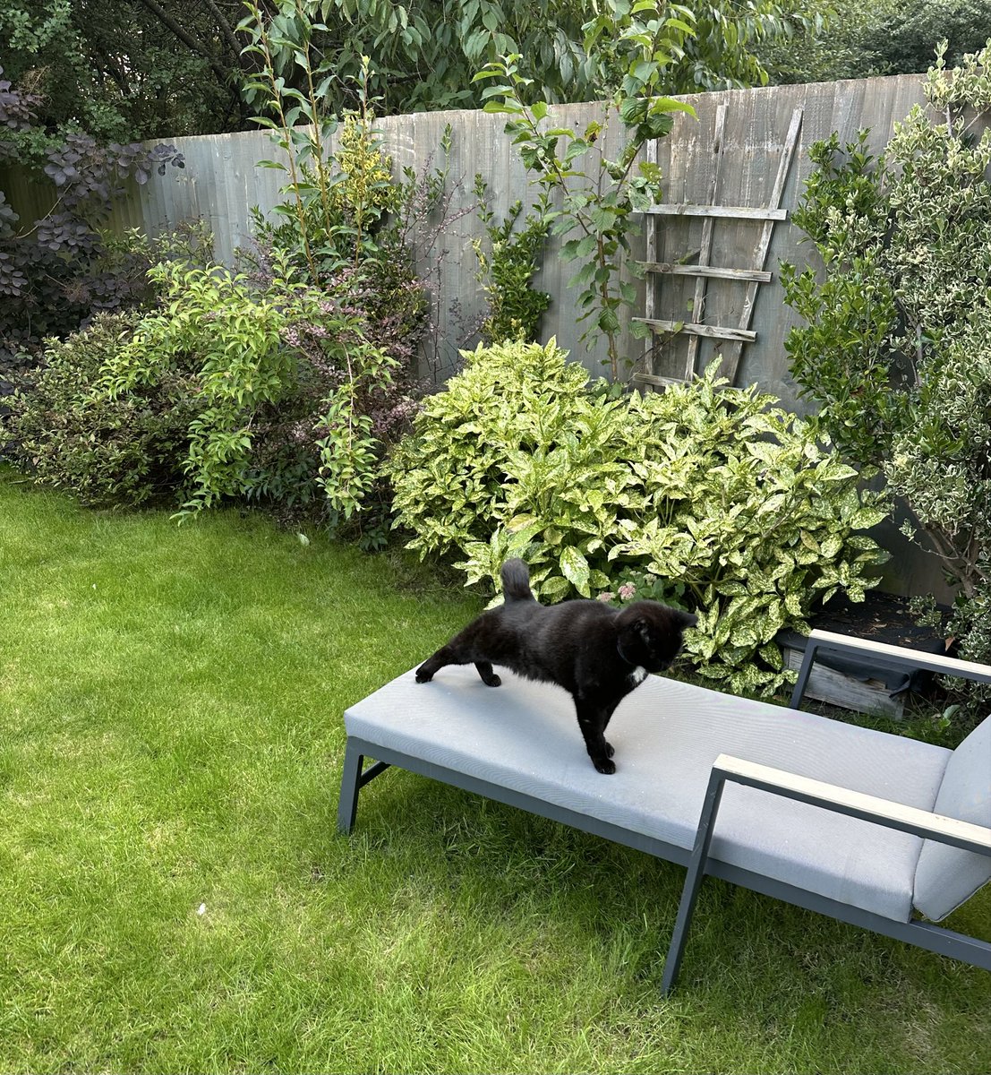 MunchPudding's tweet photo. Woohoo! Stretching into the weekend! 🐾😺 Now Mum is home from visiting Grandpaw, #FishyFriday can begin! 🐟 😻 #Hedgewatch 🌱🌿 https://t.co/qEJXo4wGsR