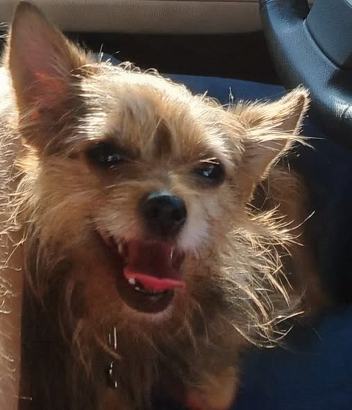 BRINDILLE851's tweet photo. 75 & ILE DE FRANCE. CHIEN CHAT PERDU TROUVE VOLE
Cindy Herbez 
Aidez nous à retrouver Orka
3 mois aujourd'hui qu'Orka nous a été volé à Livry-sur-Seine dans le 77
3 mois sans nouvelle malgré toutes les démarches entreprises (dépôt de plainte, signalement à ICAD, affiches, prospectus sans les boîtes aux lettres du voisinage, diffusion sur les réseaux etc..)
Orka nous ne t'abandonnons pas
S'il vous plaît si vous l'avez aperçu  aidez nous à la ramener à la maison
Orka est âgée de 7 ans, pucée,  femelle de 3kg croisée jack russel et Yorkshire,
N'hésitez pas à me contacter 06 79 65 47 17