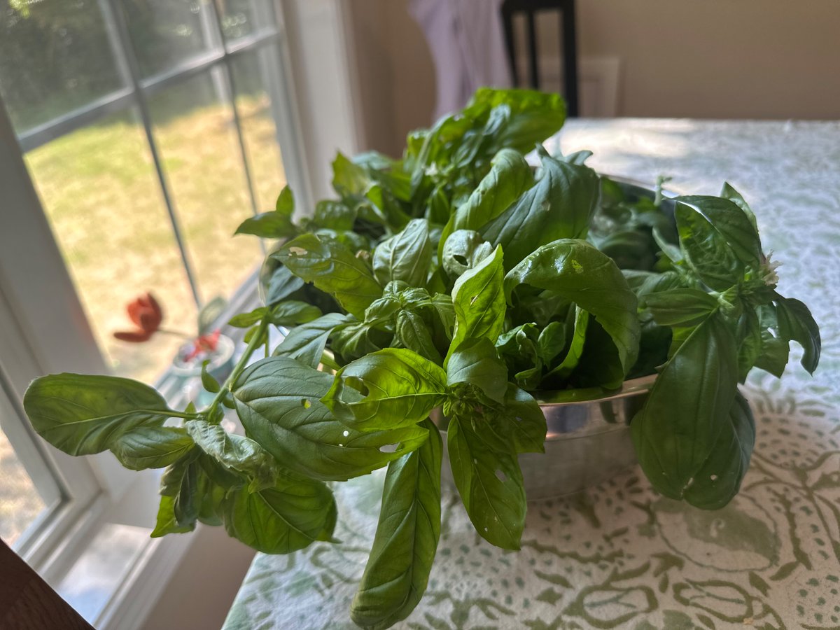 ekostack's tweet photo. Basil from the garden ☺️ smells so good! https://t.co/NSdCHHOcR9