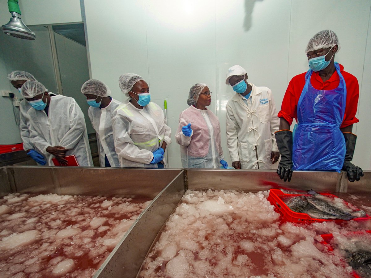DgKeFS's tweet photo. Today, I was honoured to deliver the keynote address at Global Tilapia Husbandry Kenya Limited's celebration of their Food Safety System Certification (FSSC 22000 Version 6.)
​This globally recognized food safety system strengthens organizational quality culture, equipment management, and supply chain integrity to protect consumer health. Achieving this milestone unlocks new international markets for Global Tilapia and is a testament to the continuous growth and potential of our Blue Economy. It also sets a strong precedent for our local fish processors to strive for and achieve similar standards.
​Above all, this certification is definitive proof that Kenya's fish is safe and of the highest quality, suited for both our local consumers and the international market.
​Congratulations, keep pushing the boundaries of excellence as you build upon this success.