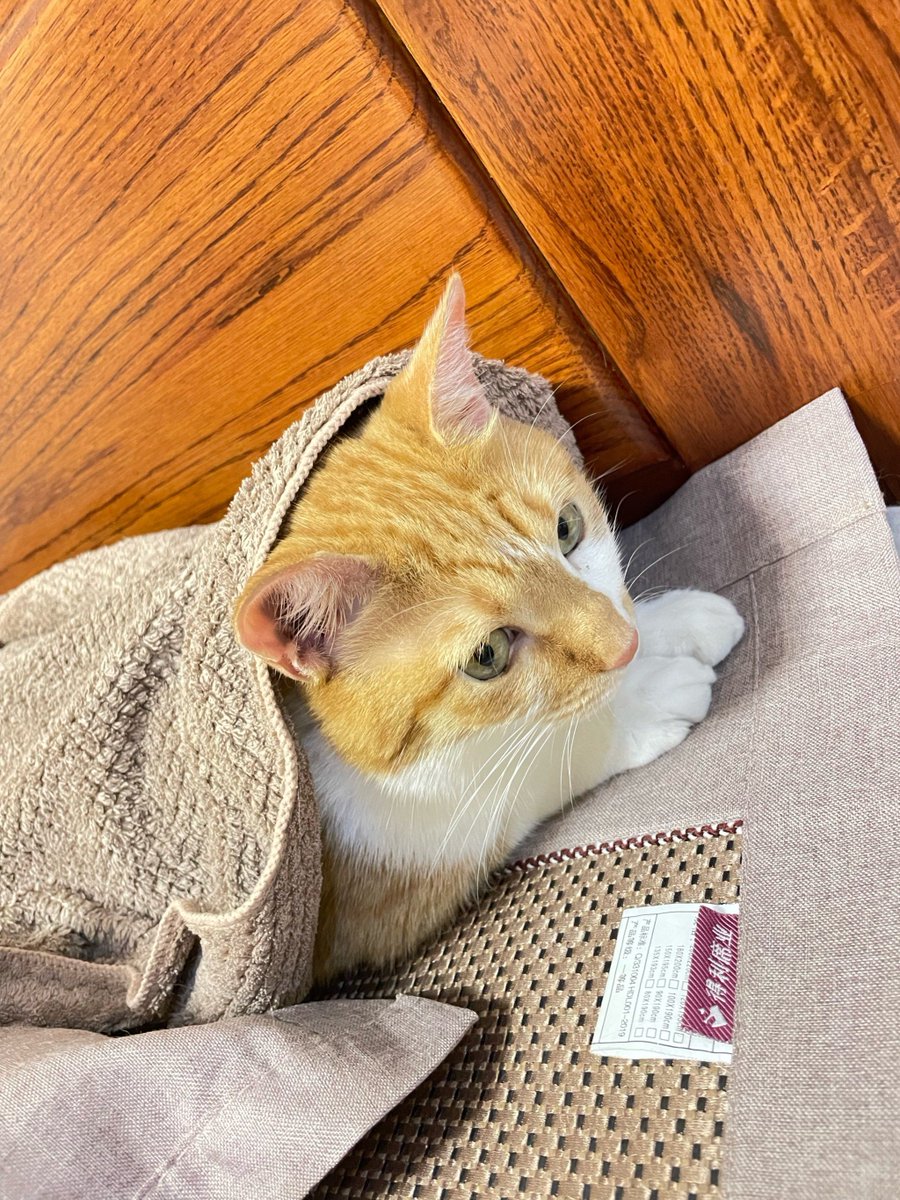 saeed_ur_rasool's tweet photo. Got our neighbor’s famous homemade chocolate chip cookies this morning—bonus! Their kitty even stopped by for a quick pet. Small neighborhood wins = best wins https://t.co/TTNzD8E7Lv