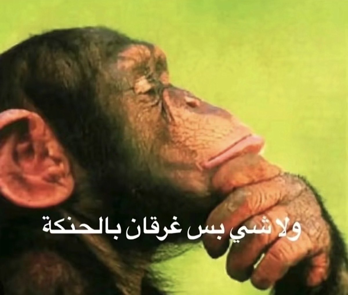 isvxlil's tweet photo. @theldocl لانه بافريقيا https://t.co/XVd2xB9K4q