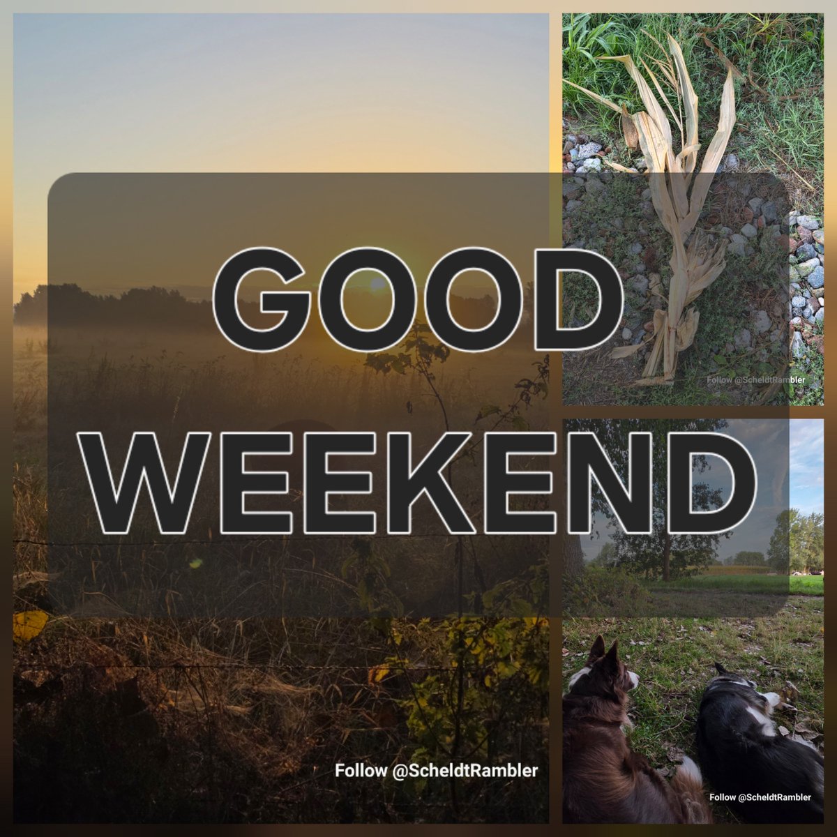 ScheldtRambler's tweet photo. Do Not Hurry
Beschrijving:
The light arrived.
The dogs sat down.
The maize had already finished.

#scheldeland #goodweekend #bordercollie #ochtendmist #wandelen https://t.co/cLTBXOlda6